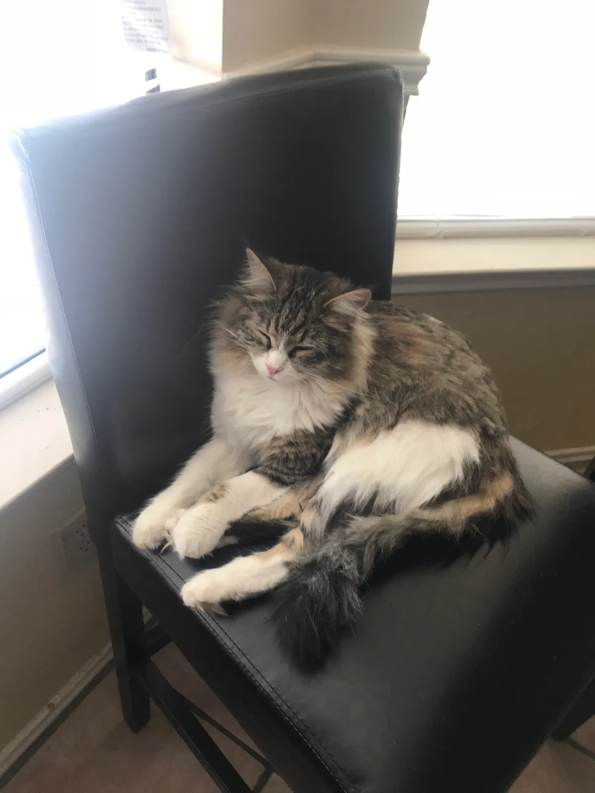 Lost cat in Austin, TX, 78728