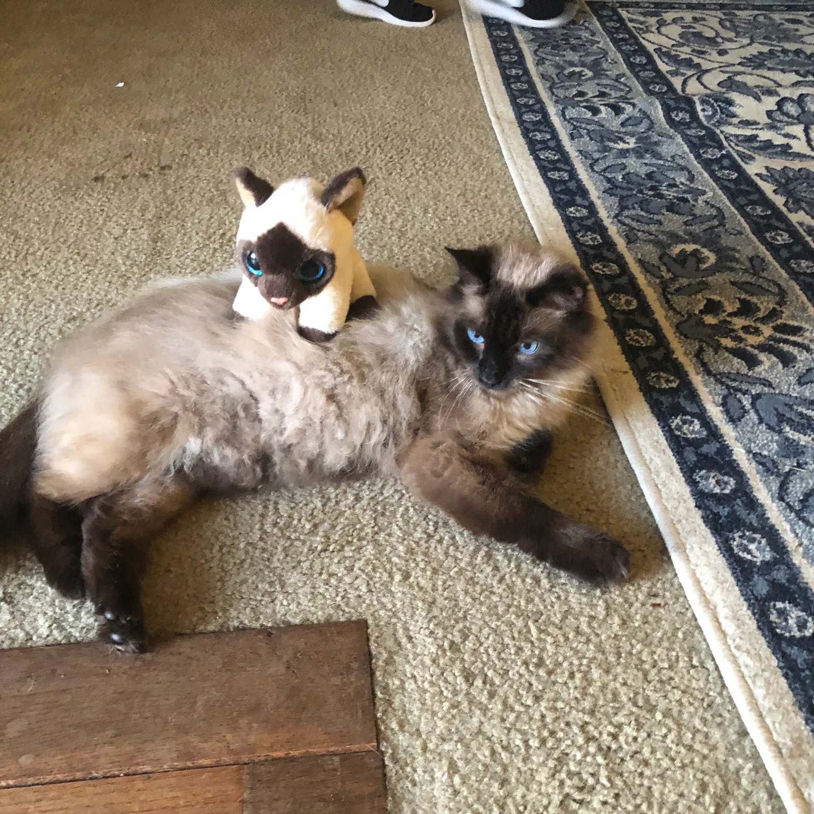 Lost cat in Yadkinville, NC, 27055