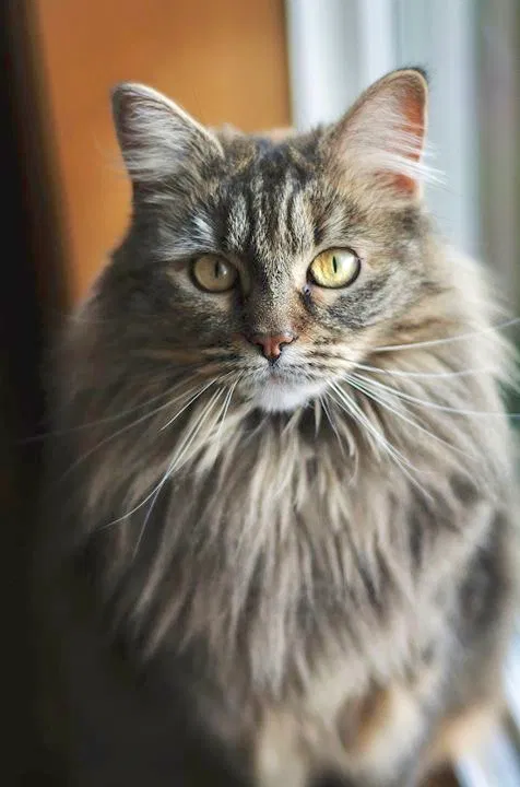 Lost cat in Mcminnville, OR, 97128