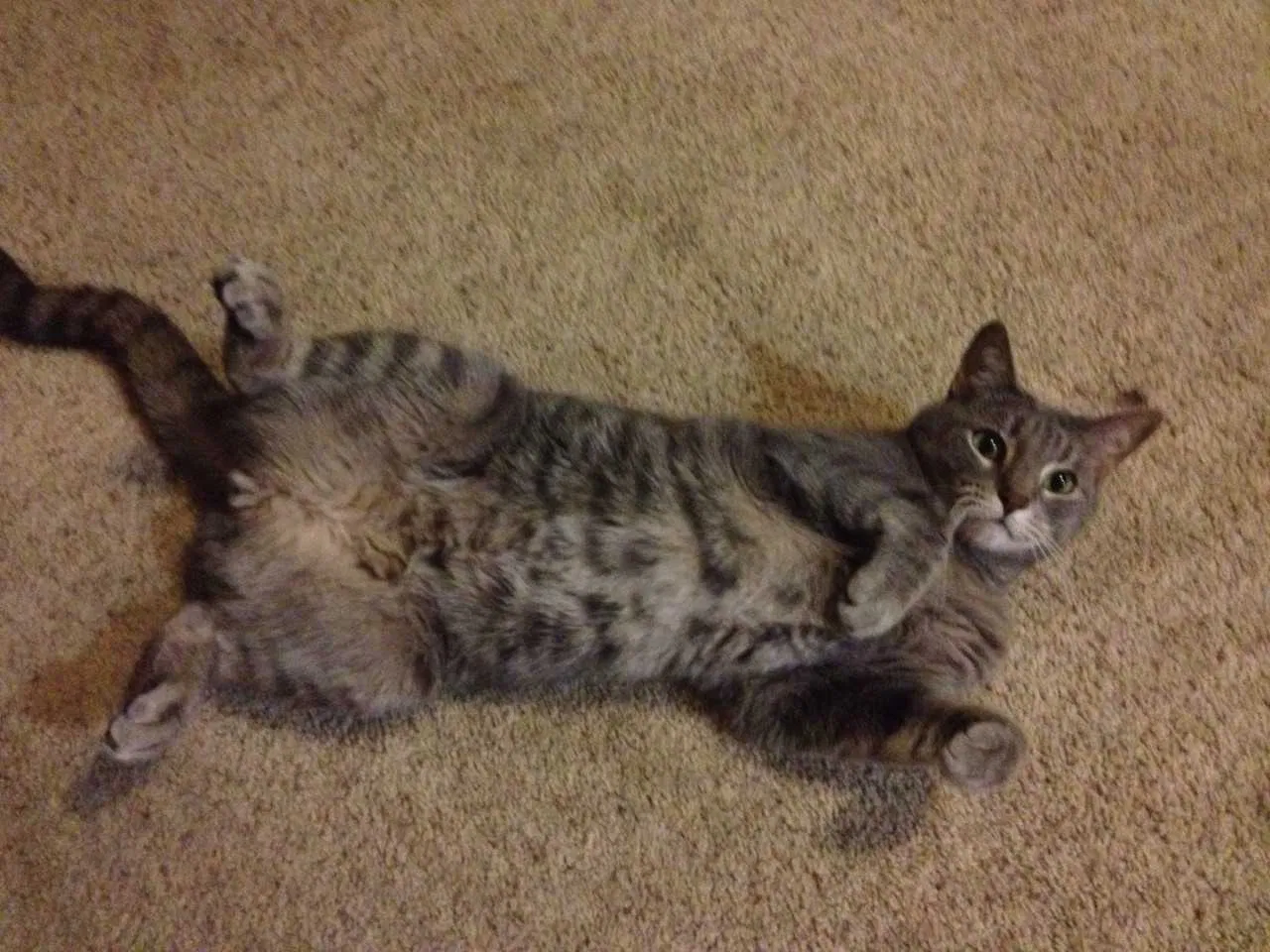 Lost cat in Denver, CO, 80226