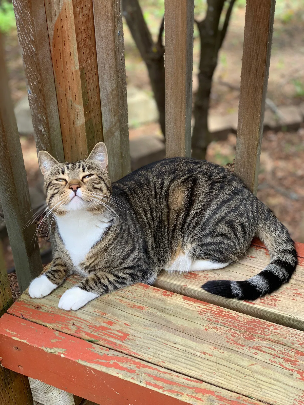 Lost cat in Olympia, WA, 98512