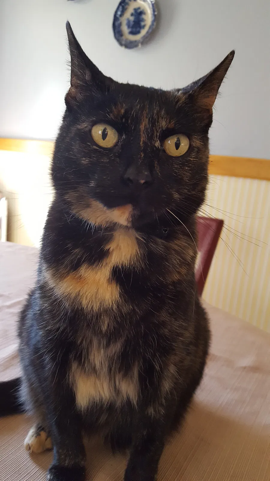 Lost cat in Cortland, NY, 13045
