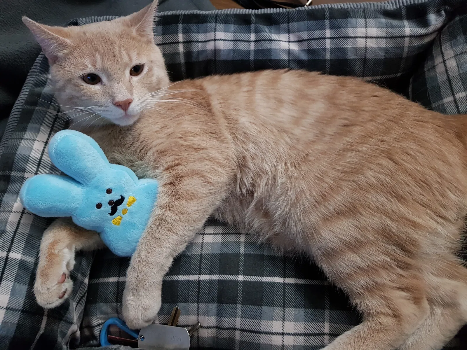 Lost cat in Phoenix, AZ, 85019
