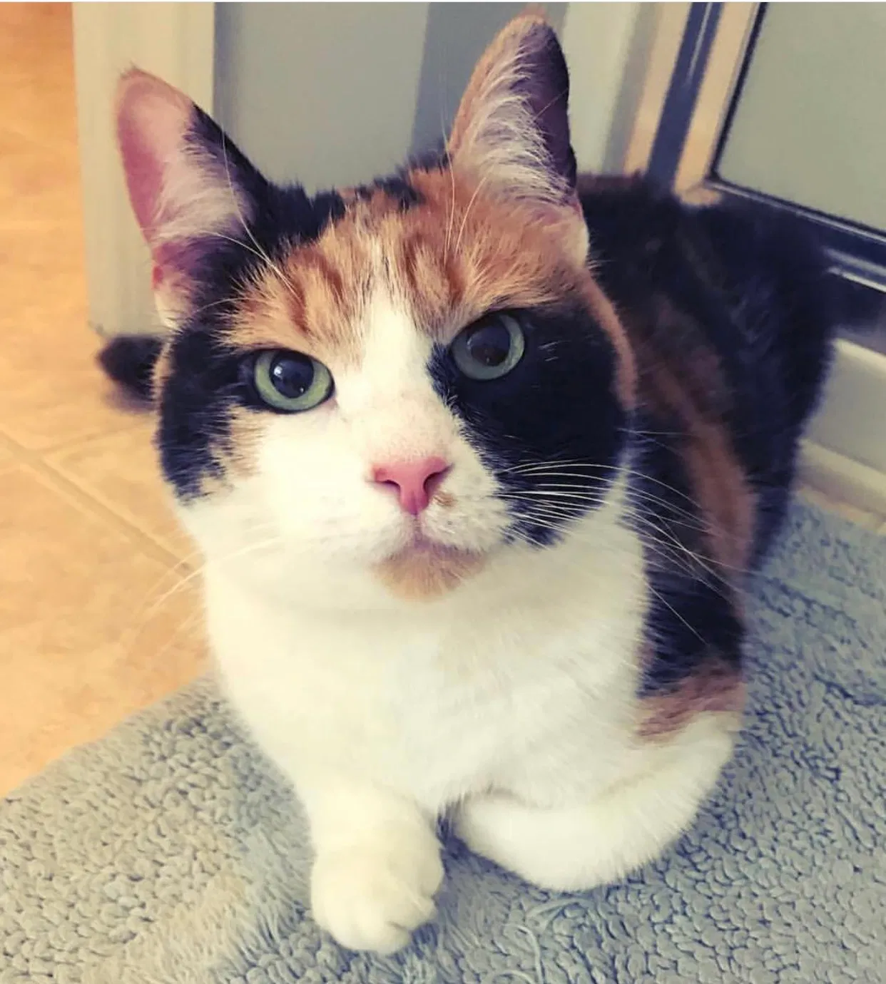 Lost cat in Pittsburgh, PA, 15237
