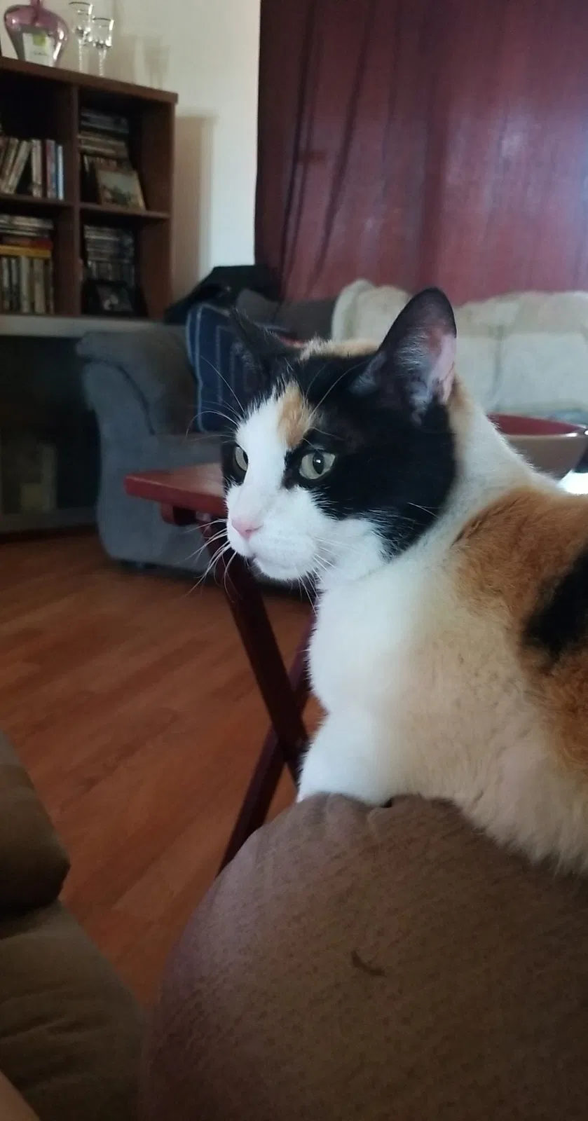 Lost cat in Peoria, AZ, 85381