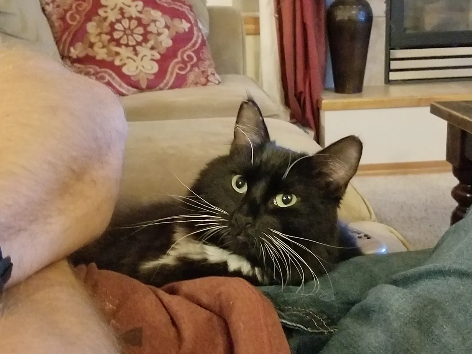 Lost cat in Lake Stevens, WA, 98258