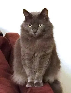 Lost cat in Melbourne, FL, 32940