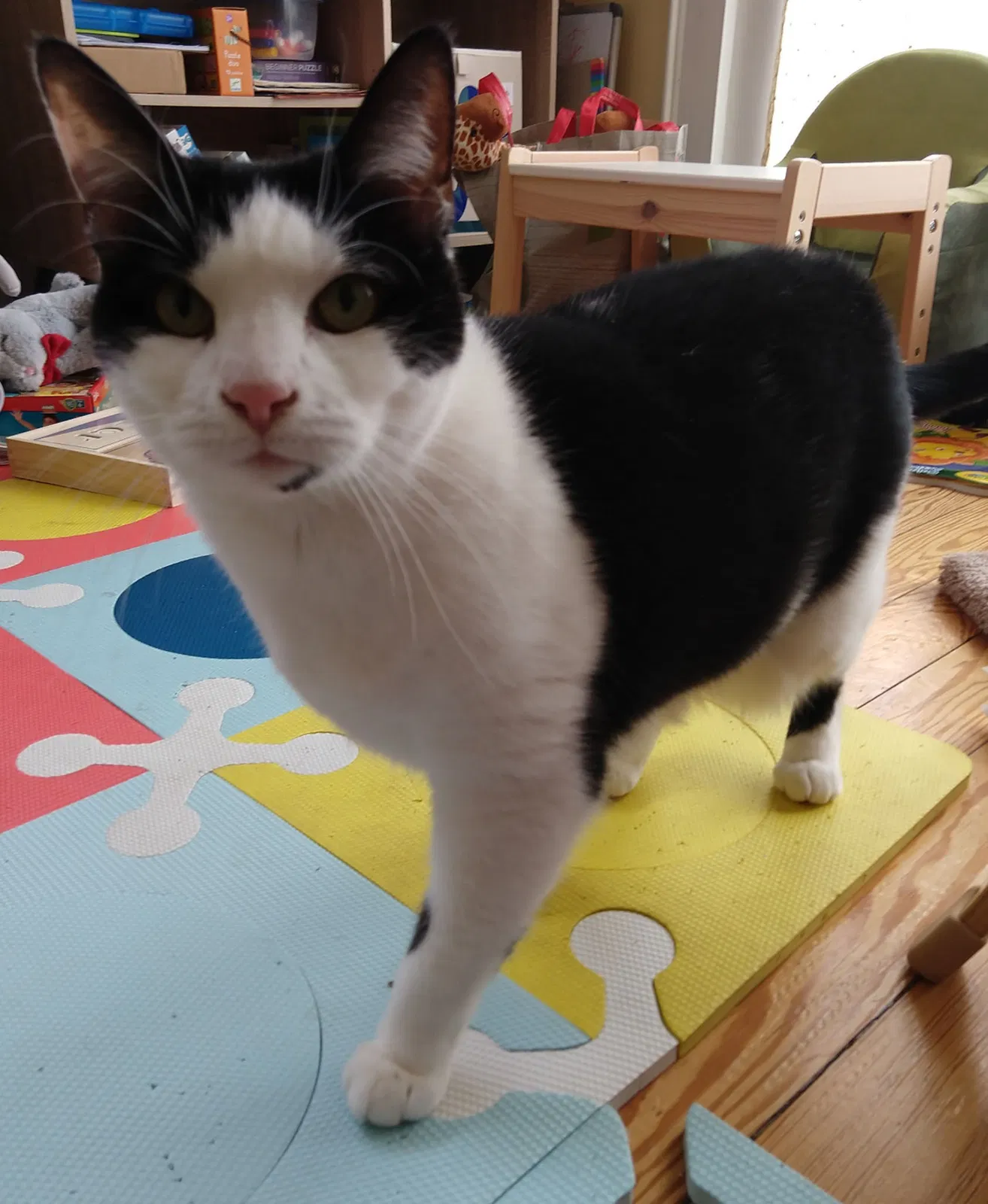 Lost cat in Cambridge, MA, 2139