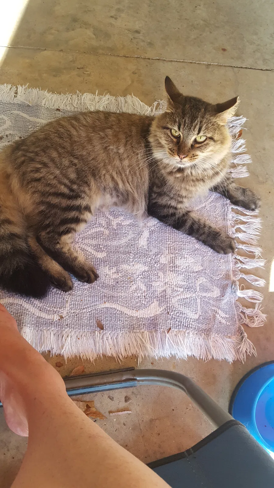 Lost cat in Scott, LA, 70583
