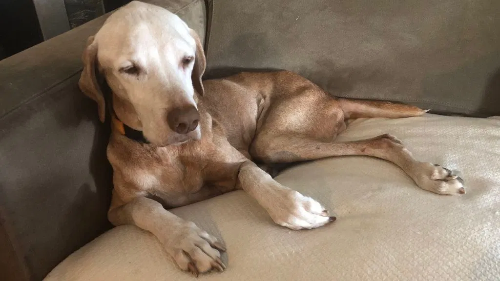 Lost dog in San Francisco, CA, 94110