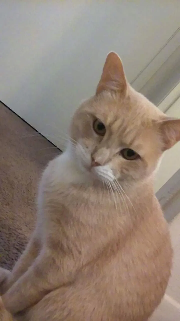 Lost cat in Killeen, TX, 76541