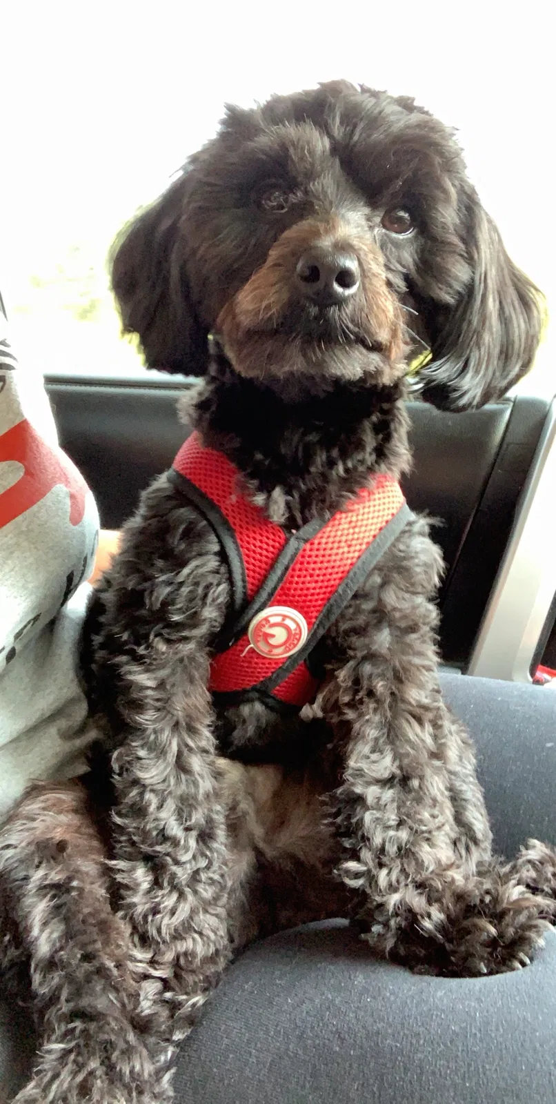 Lost dog in Boiling Springs, SC, 29316