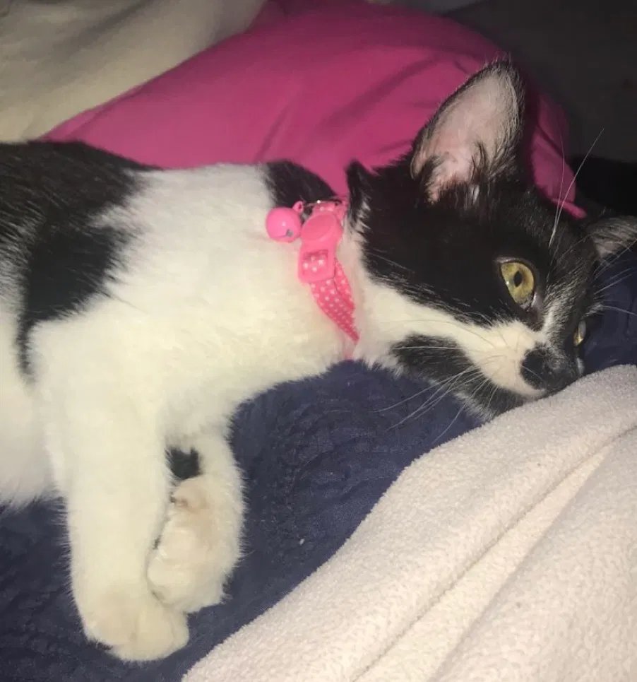 Lost cat in Boiling Springs, SC, 29316
