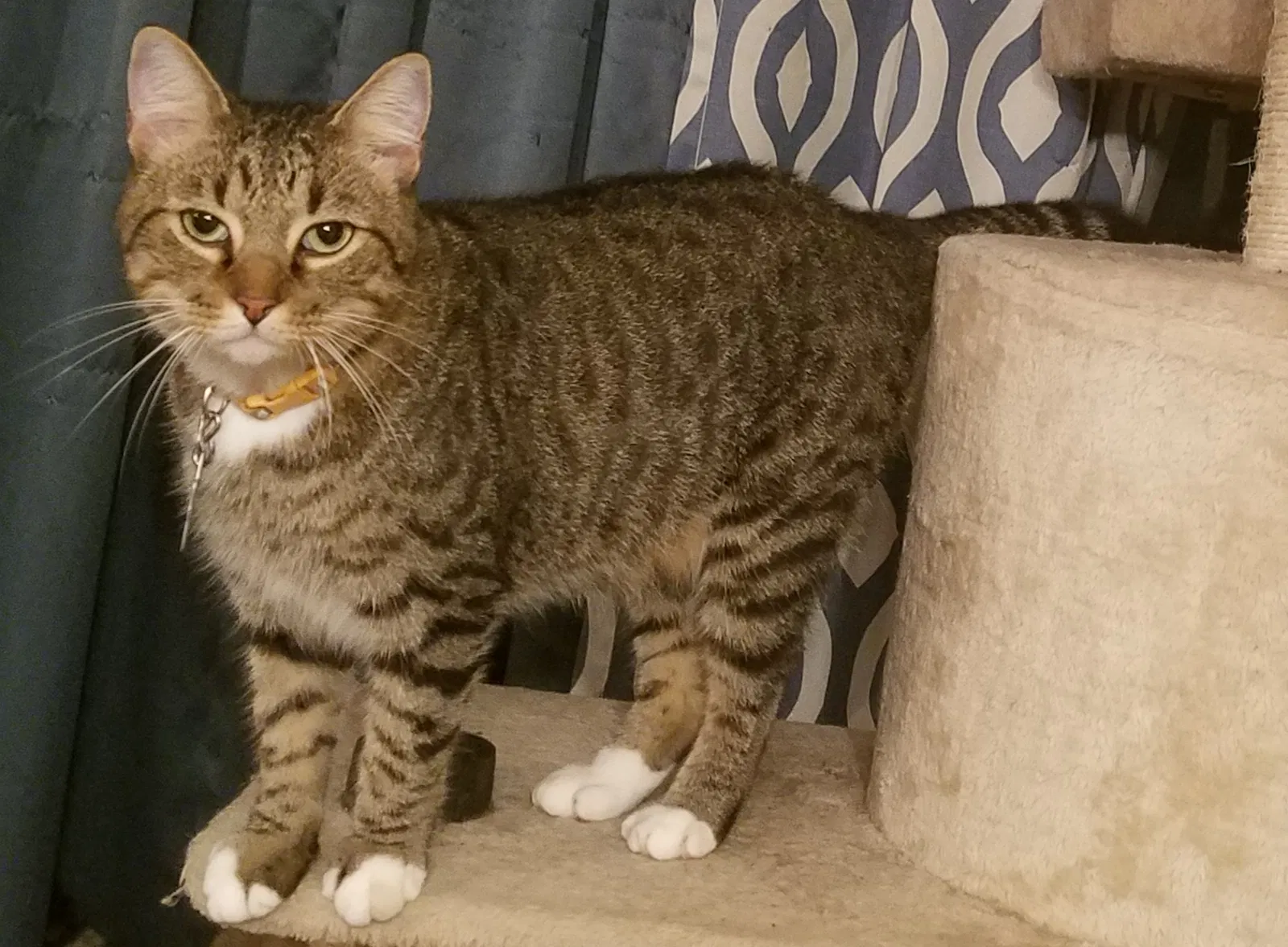 Lost cat in Santa Fe, TX, 77510