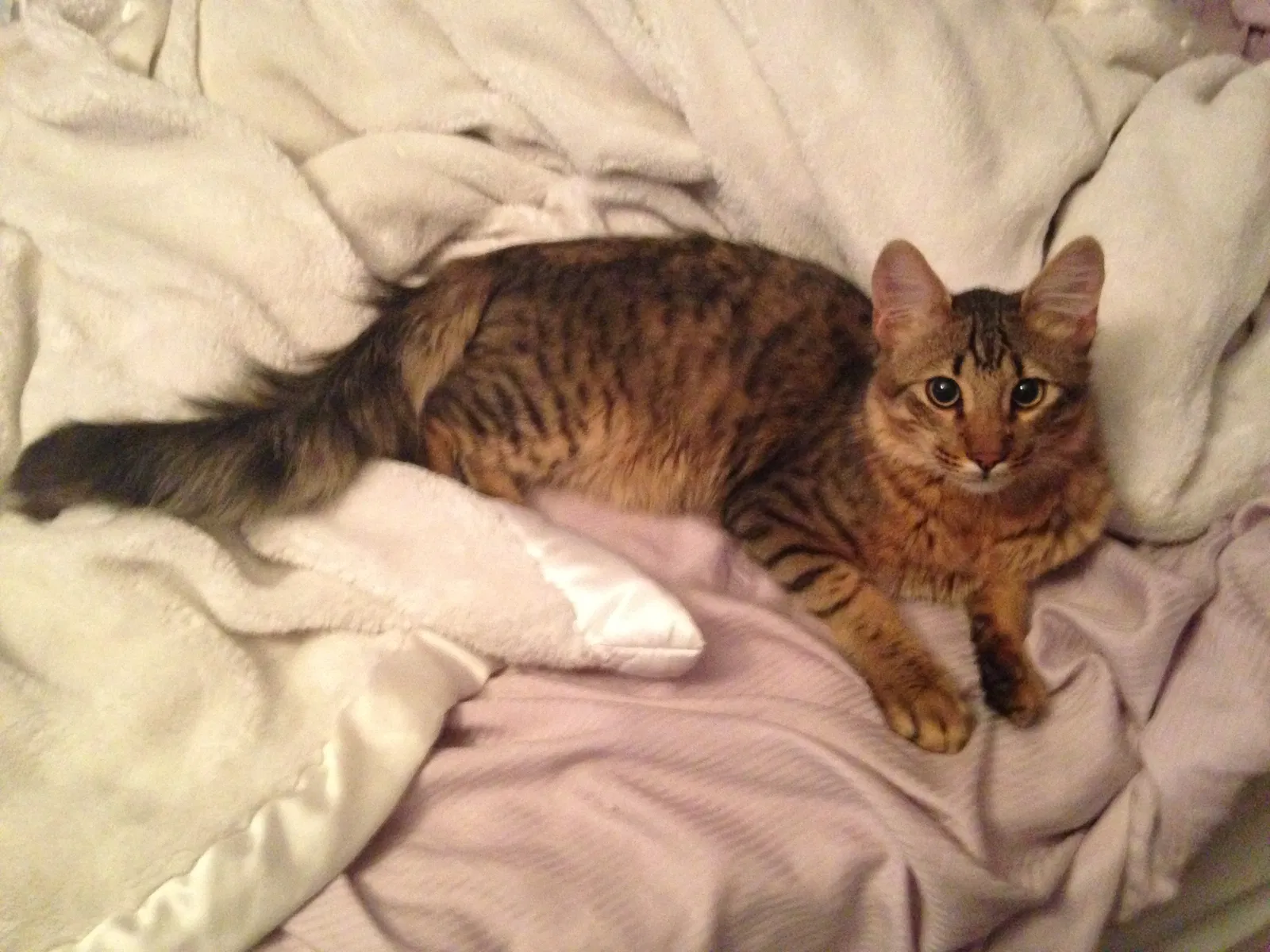 Lost cat in Inman, SC, 29349