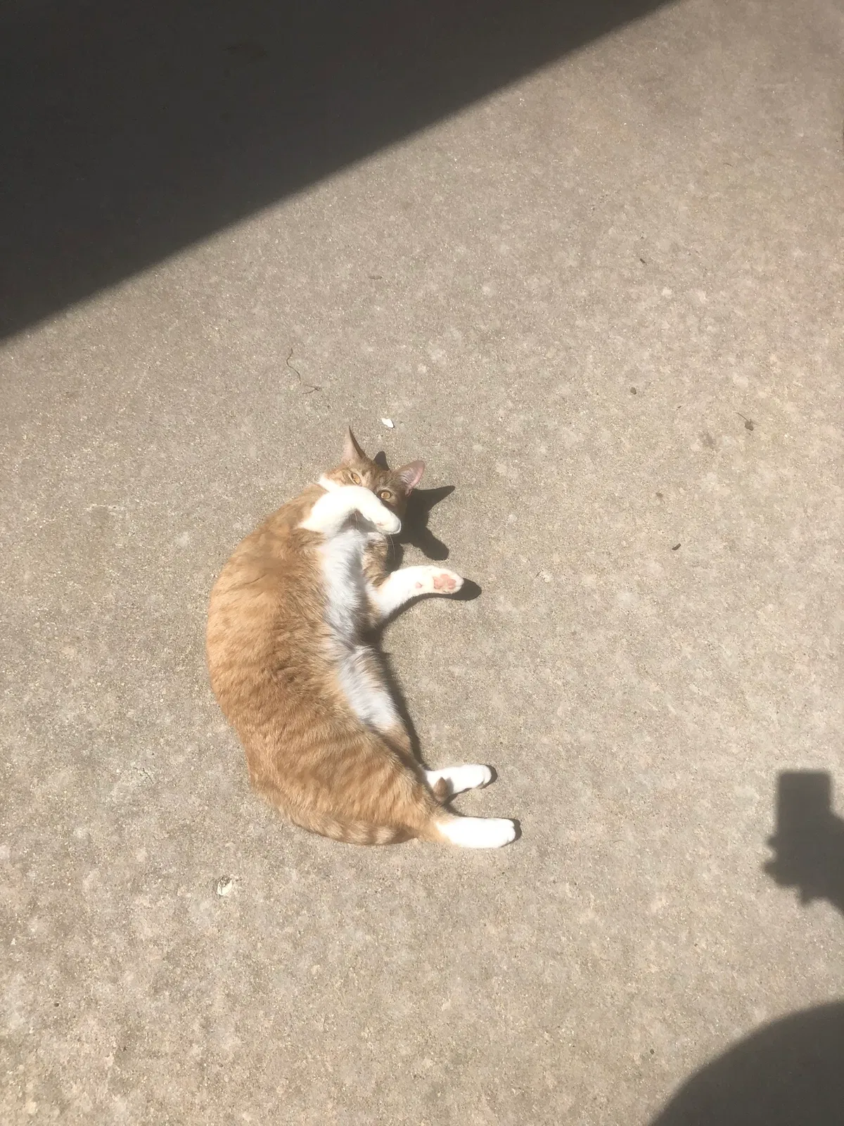 Lost cat in Waukesha, WI, 53189