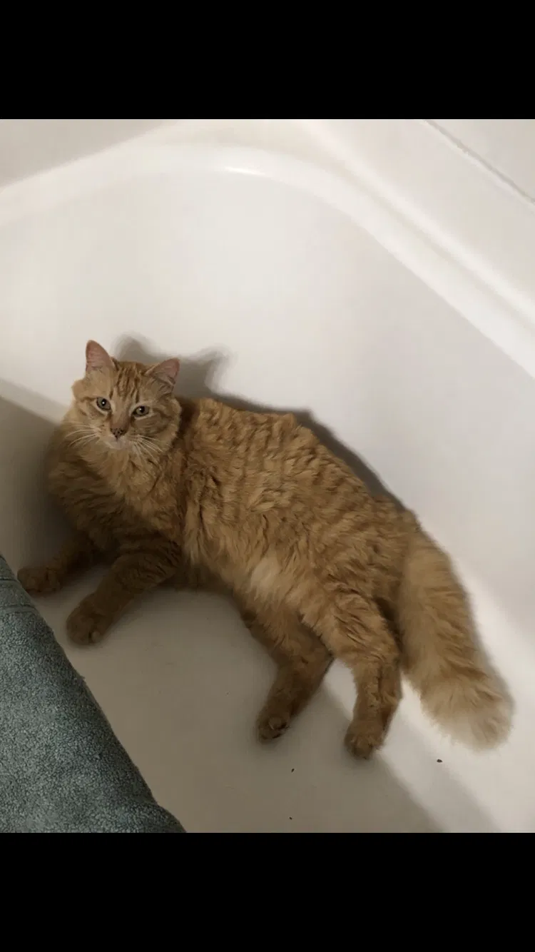 Lost cat in North Kingstown, RI, 2852