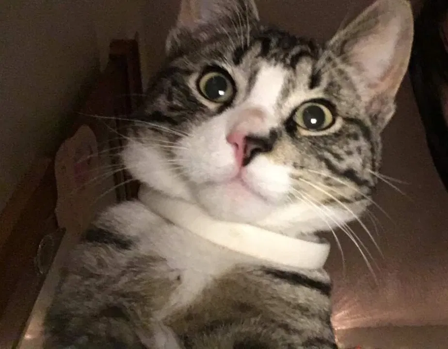 Lost cat in Centralia, WA, 98531