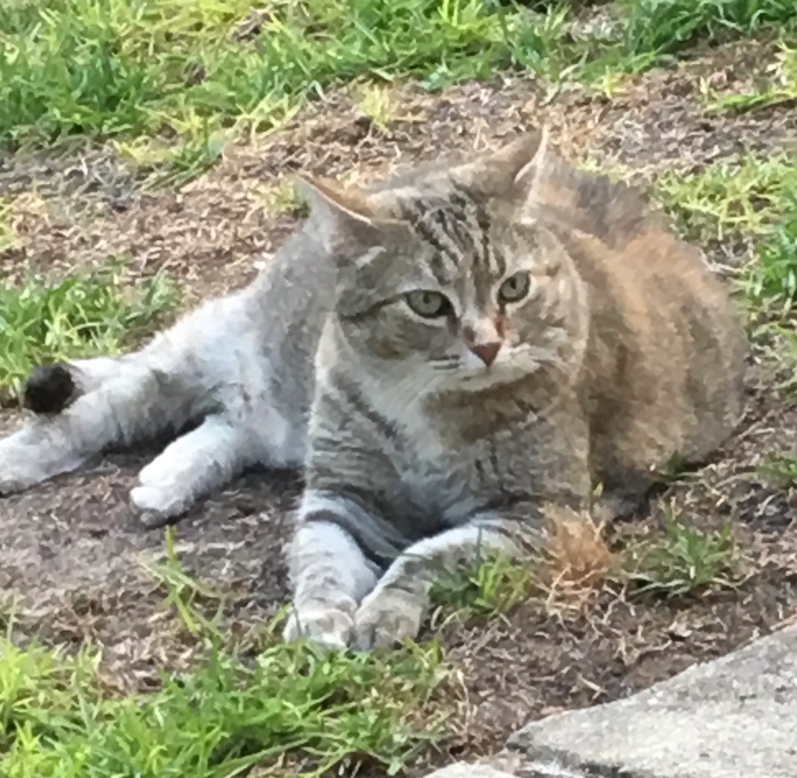 Lost cat in Aiken, SC, 29803