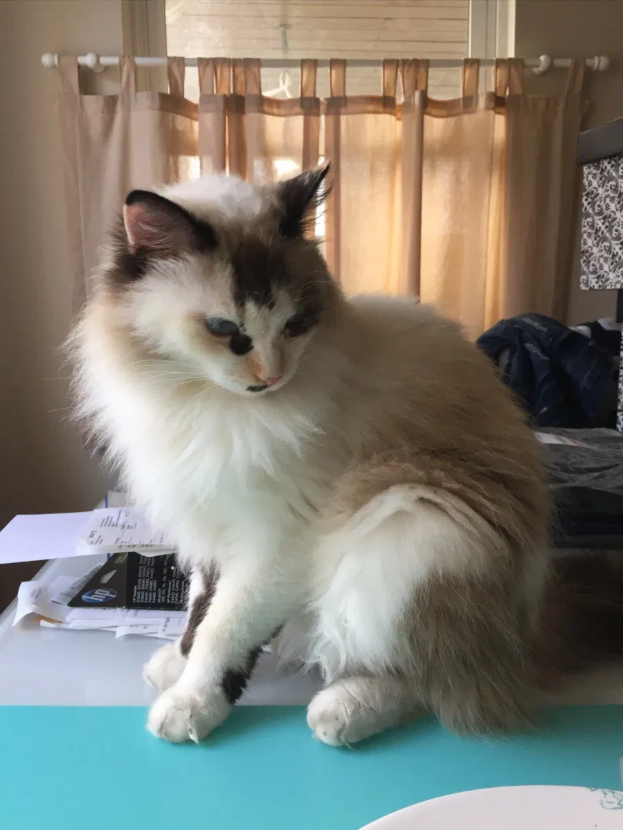 Lost cat in Kemah, TX, 77565