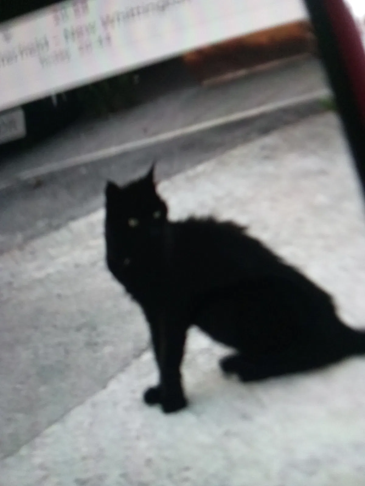 Found cat in Unknown, AL, 0