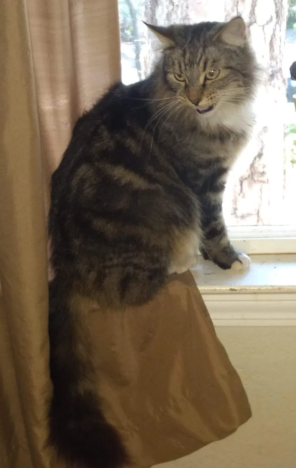 Lost cat in Willows, CA, 95988