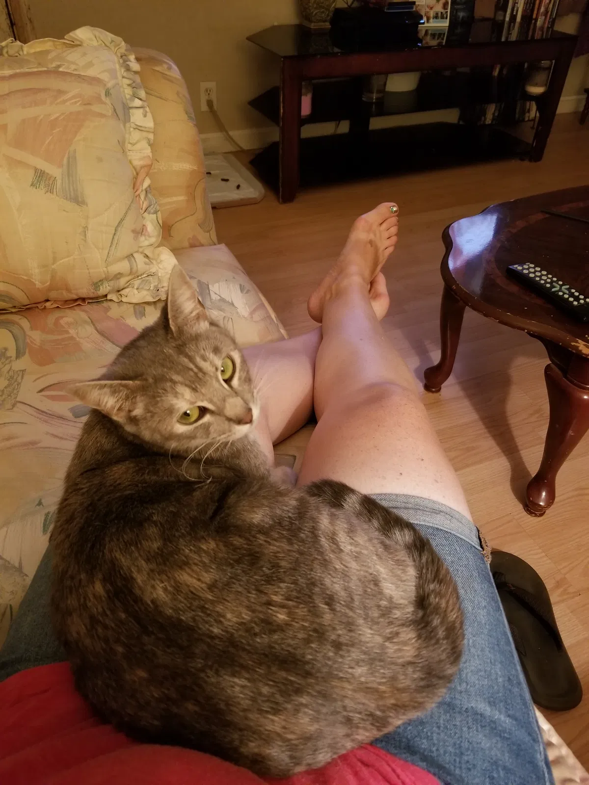 Lost cat in Willows, CA, 95988