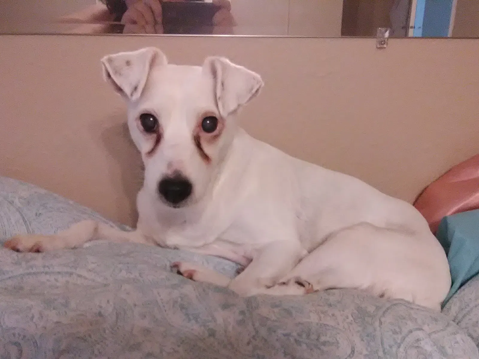 Lost dog in Moss Point, MS, 39562