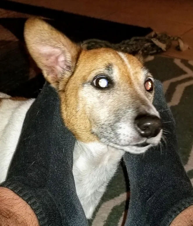 Lost dog in Moss Point, MS, 39562