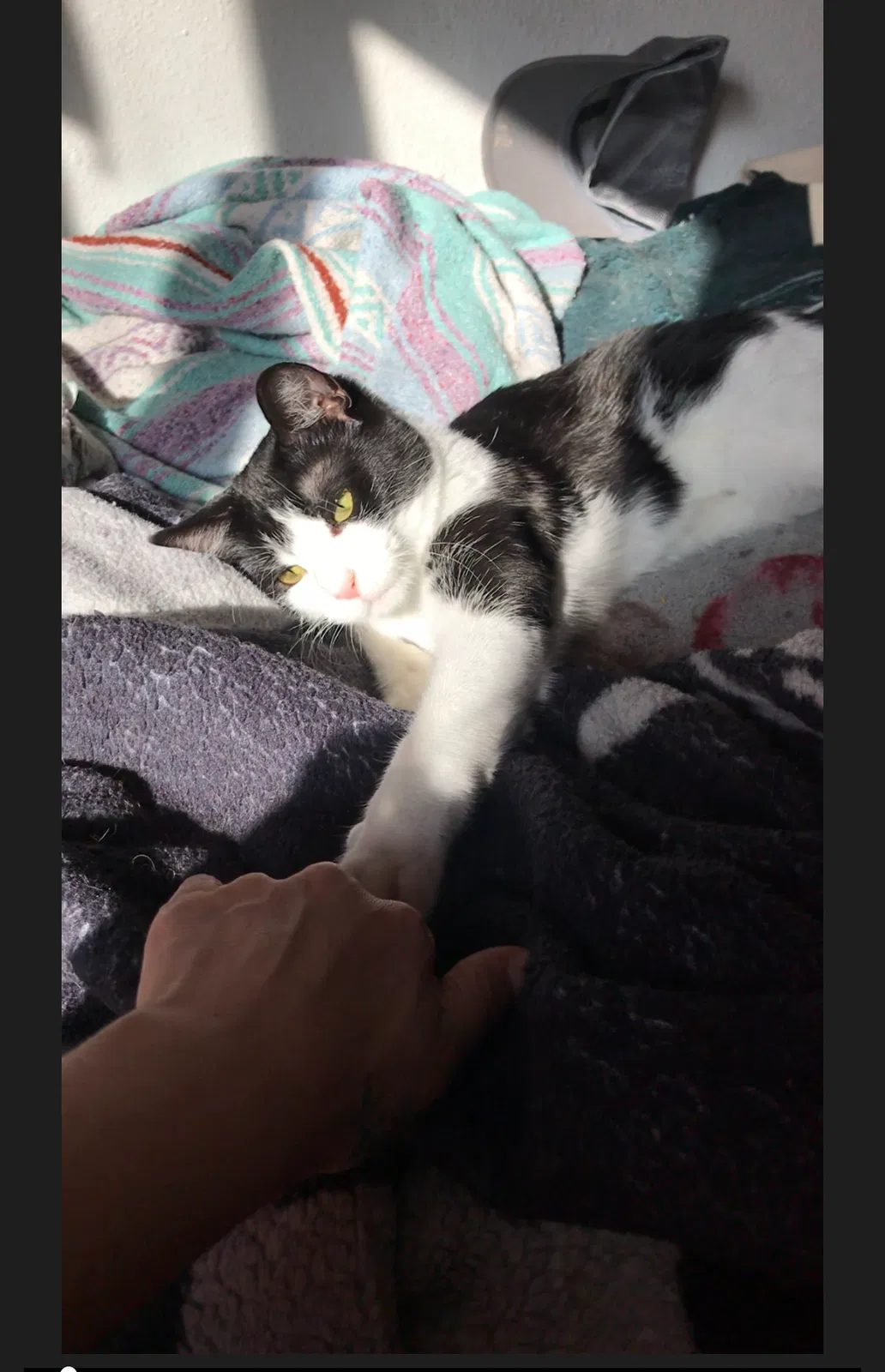 Lost cat in Pueblo, CO, 81007