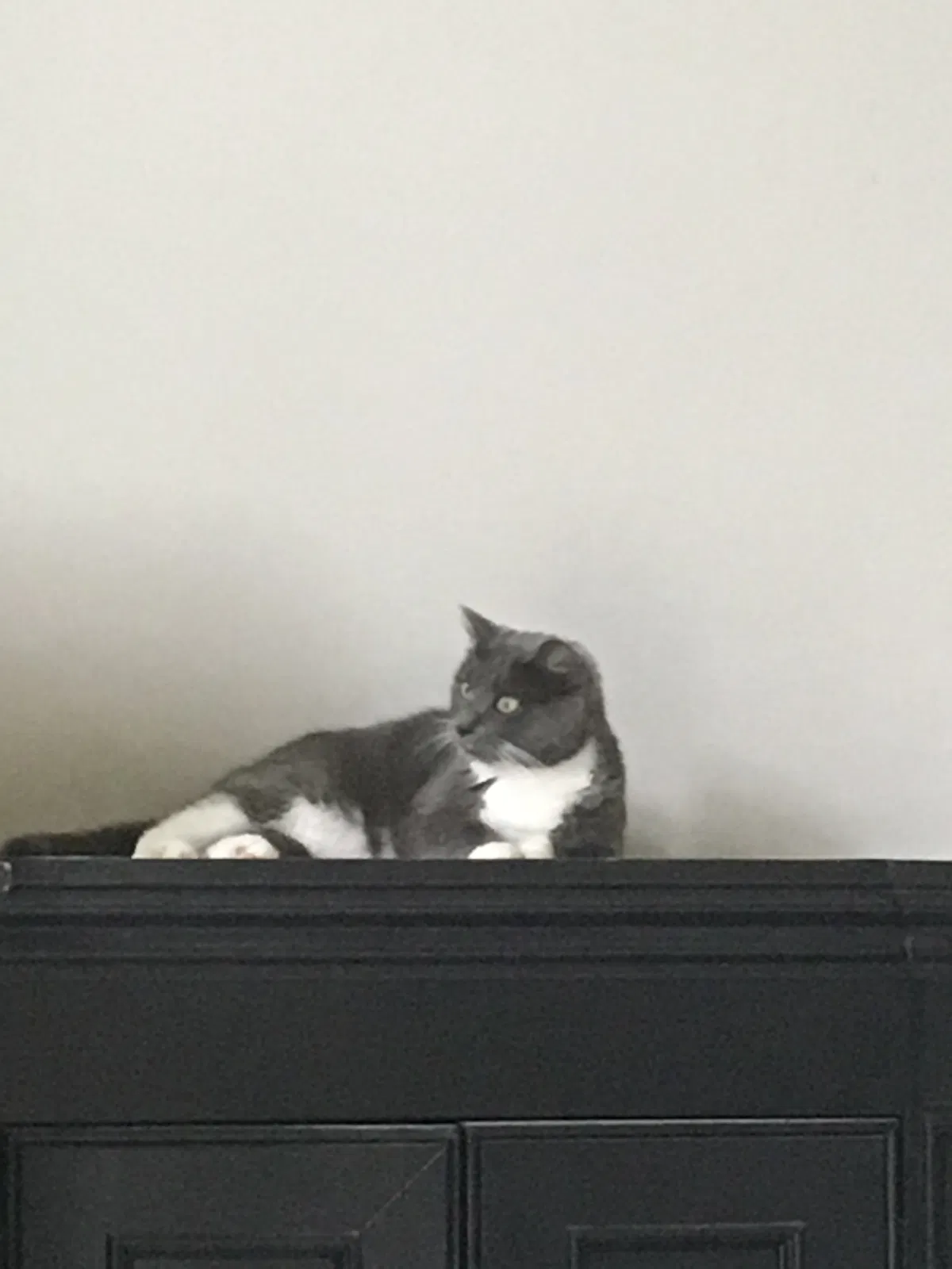 Lost cat in Jupiter, FL, 33458