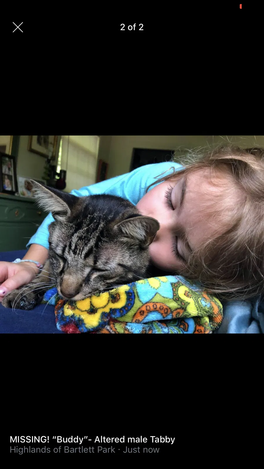 Lost cat in Memphis, TN, 38134