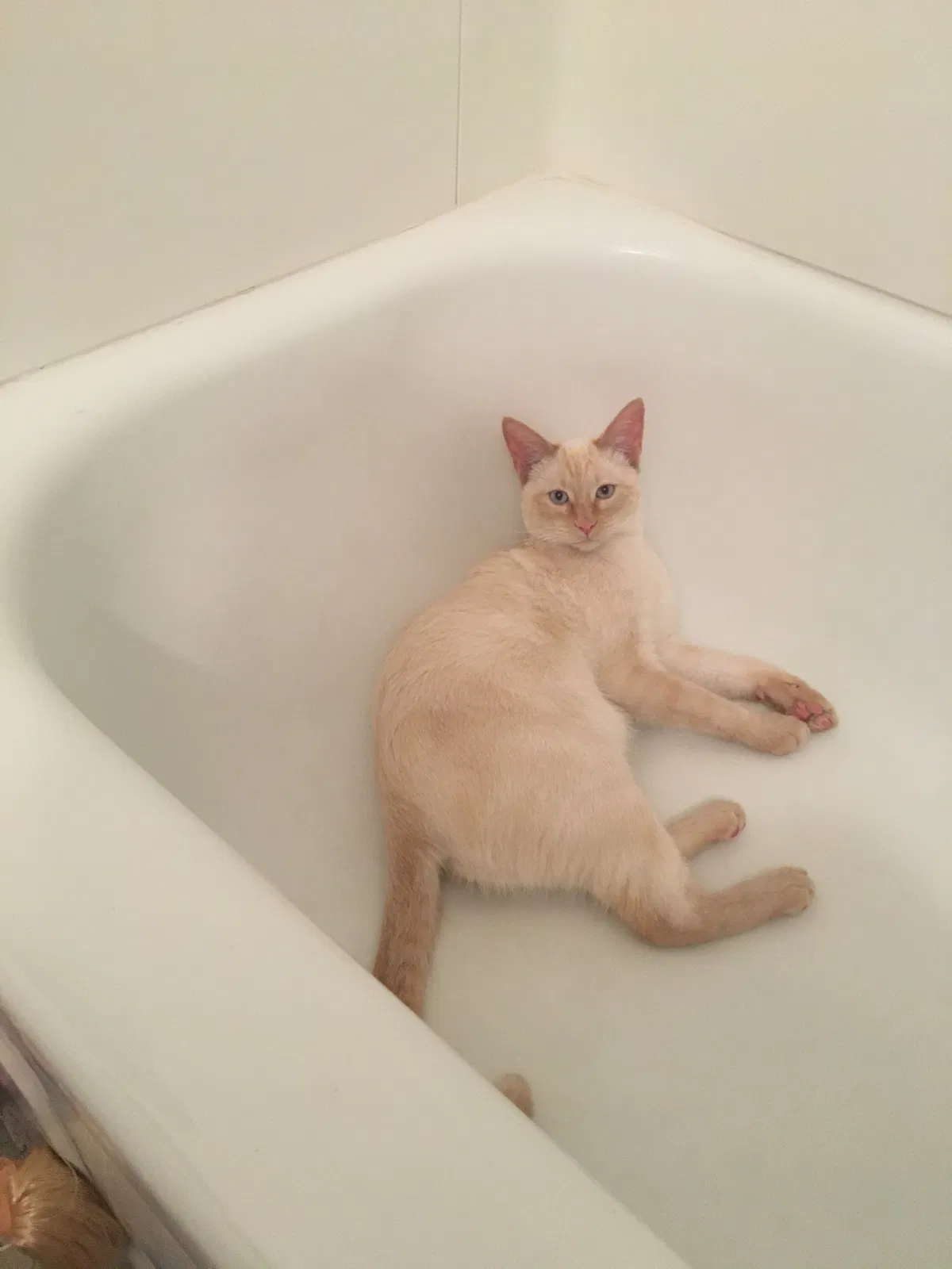 Lost cat in Fort Collins, CO, 80526