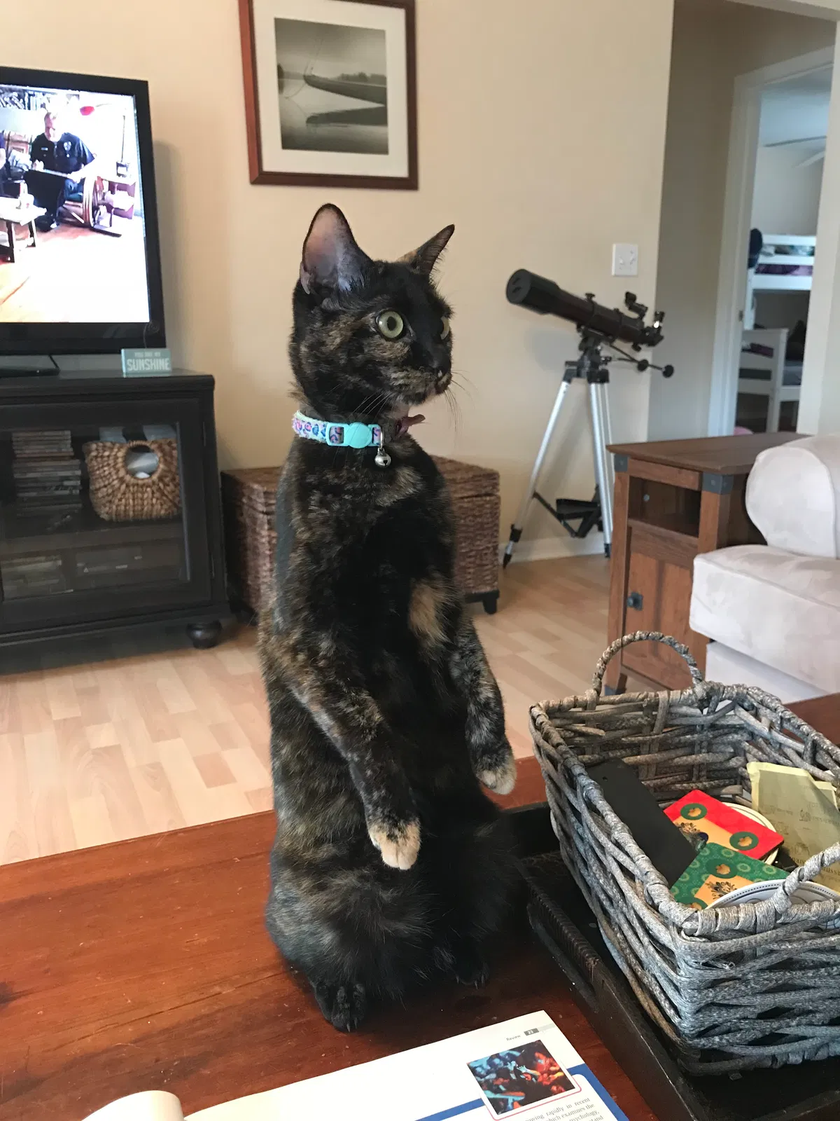 Lost cat in Gainesville, FL, 32653