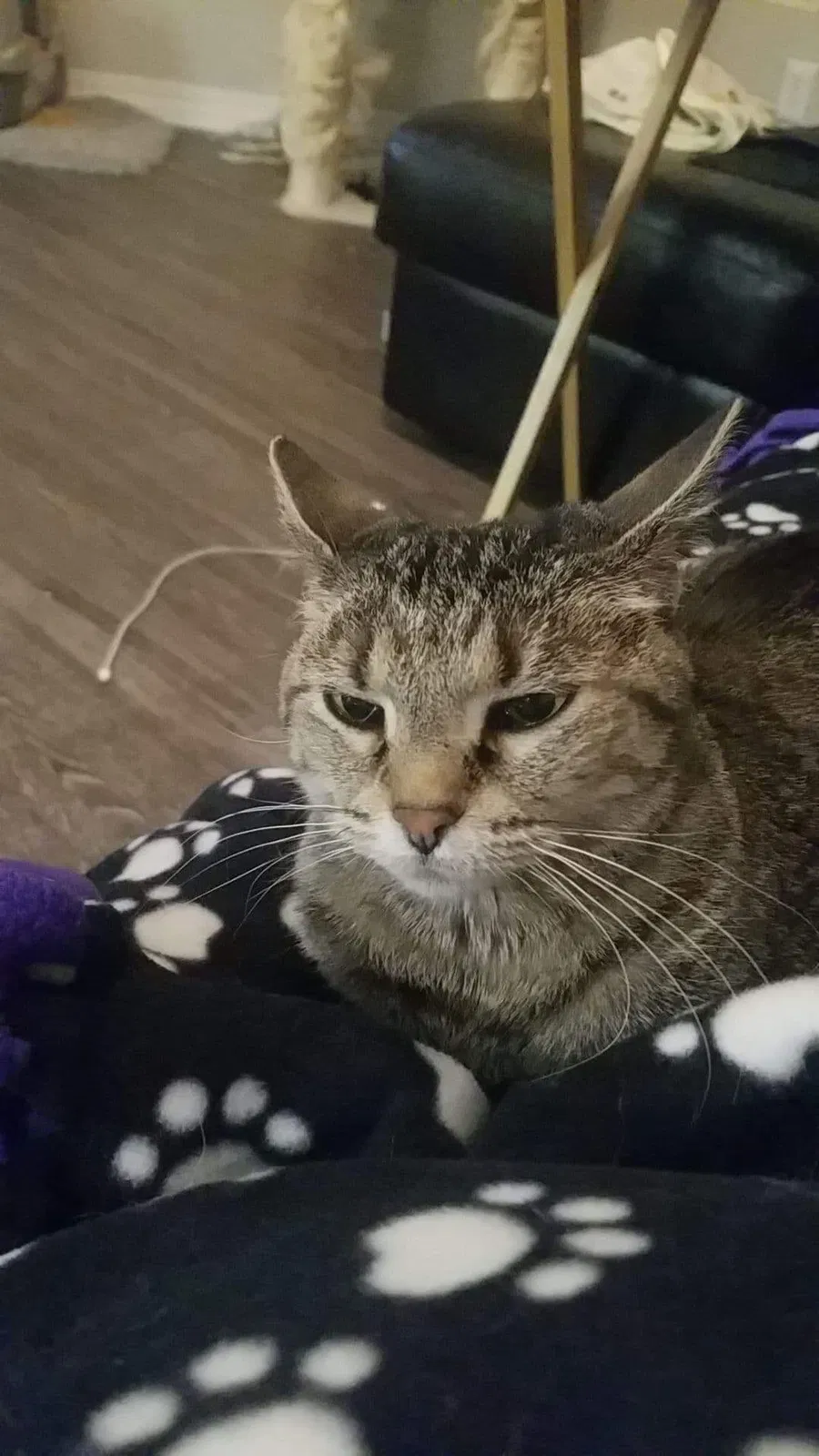Lost cat in Broomfield, CO, 80020