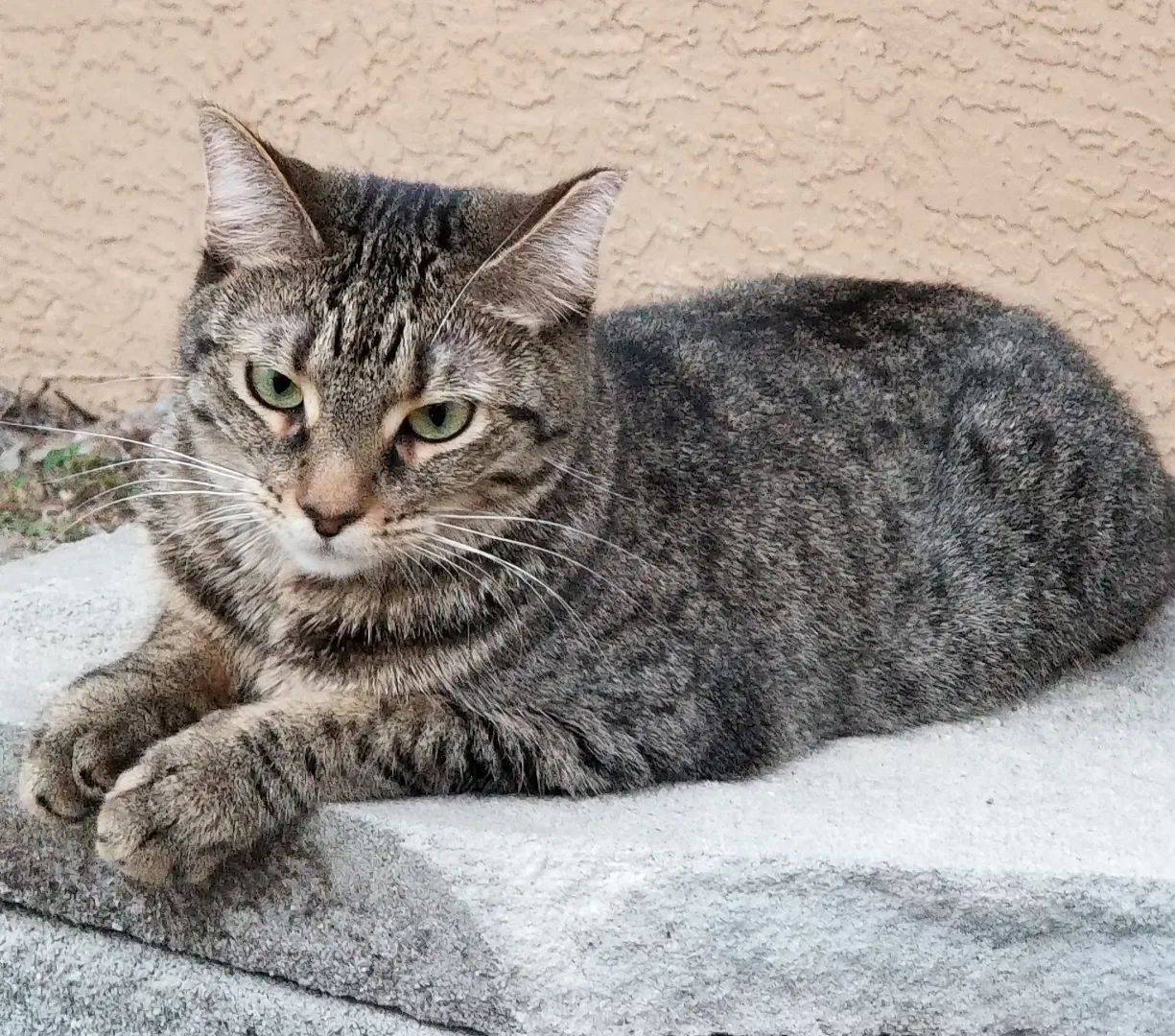 Lost cat in Port Charlotte, FL, 33952