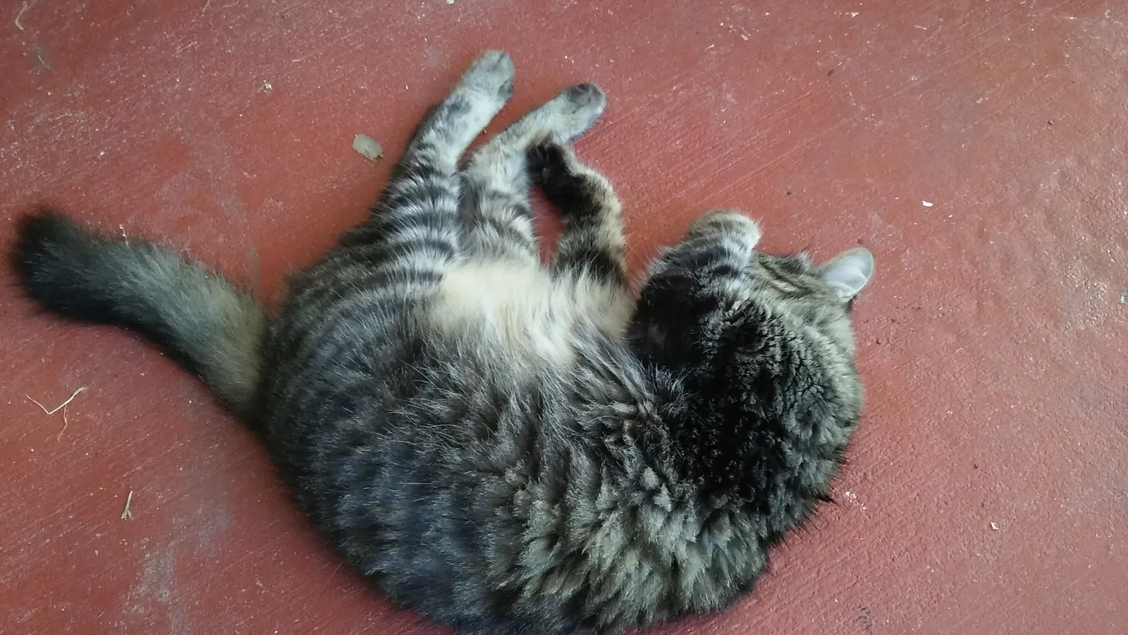 Lost cat in Saint Cloud, FL, 34769