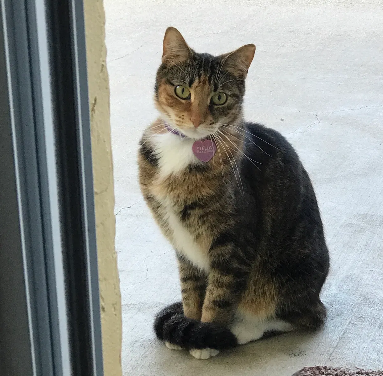 Lost cat in Fort Lauderdale, FL, 33327