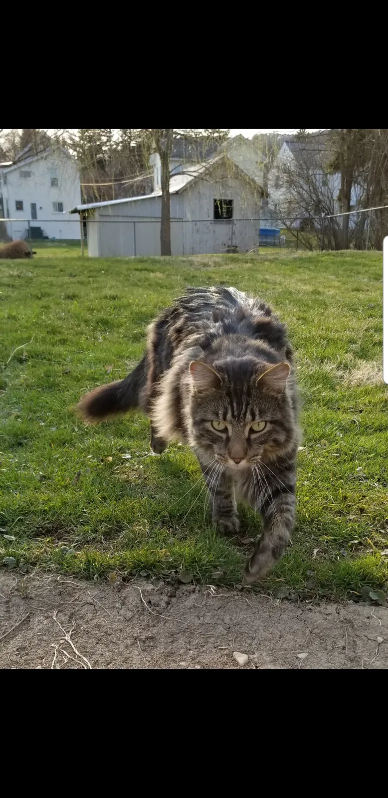 Lost cat in Williamsport, PA, 17701