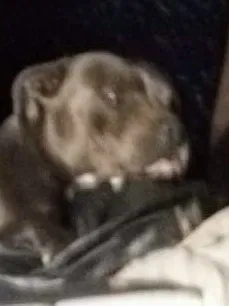 Lost dog in Cabot, AR, 72023