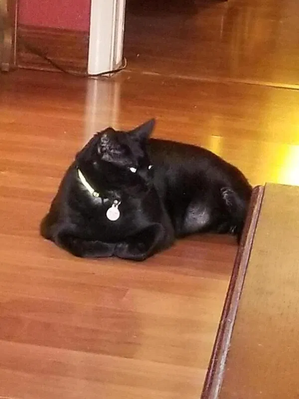 Lost cat in Glendale, AZ, 85310