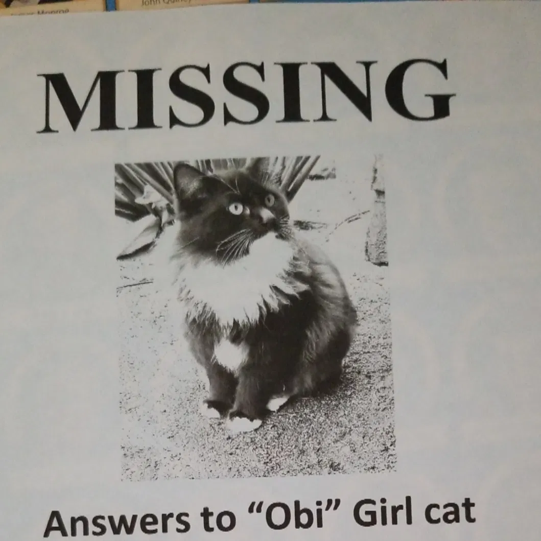 Lost cat in Riverside, CA, 92509