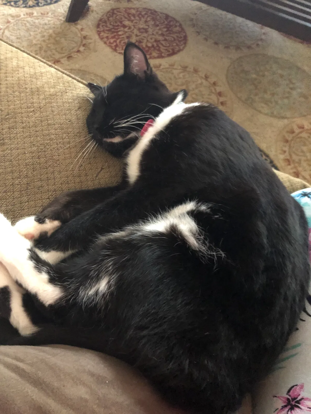 Lost cat in Lawrenceville, GA, 30043