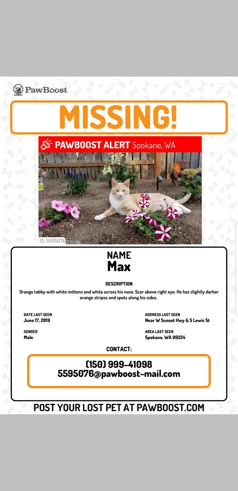 Lost cat in Spokane, WA, 99224