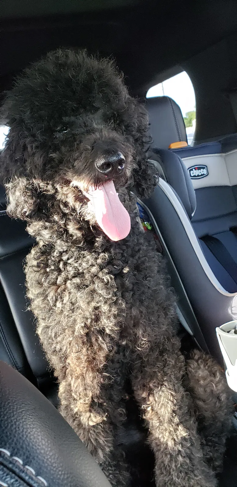 Found dog in Ocala, FL, 34479