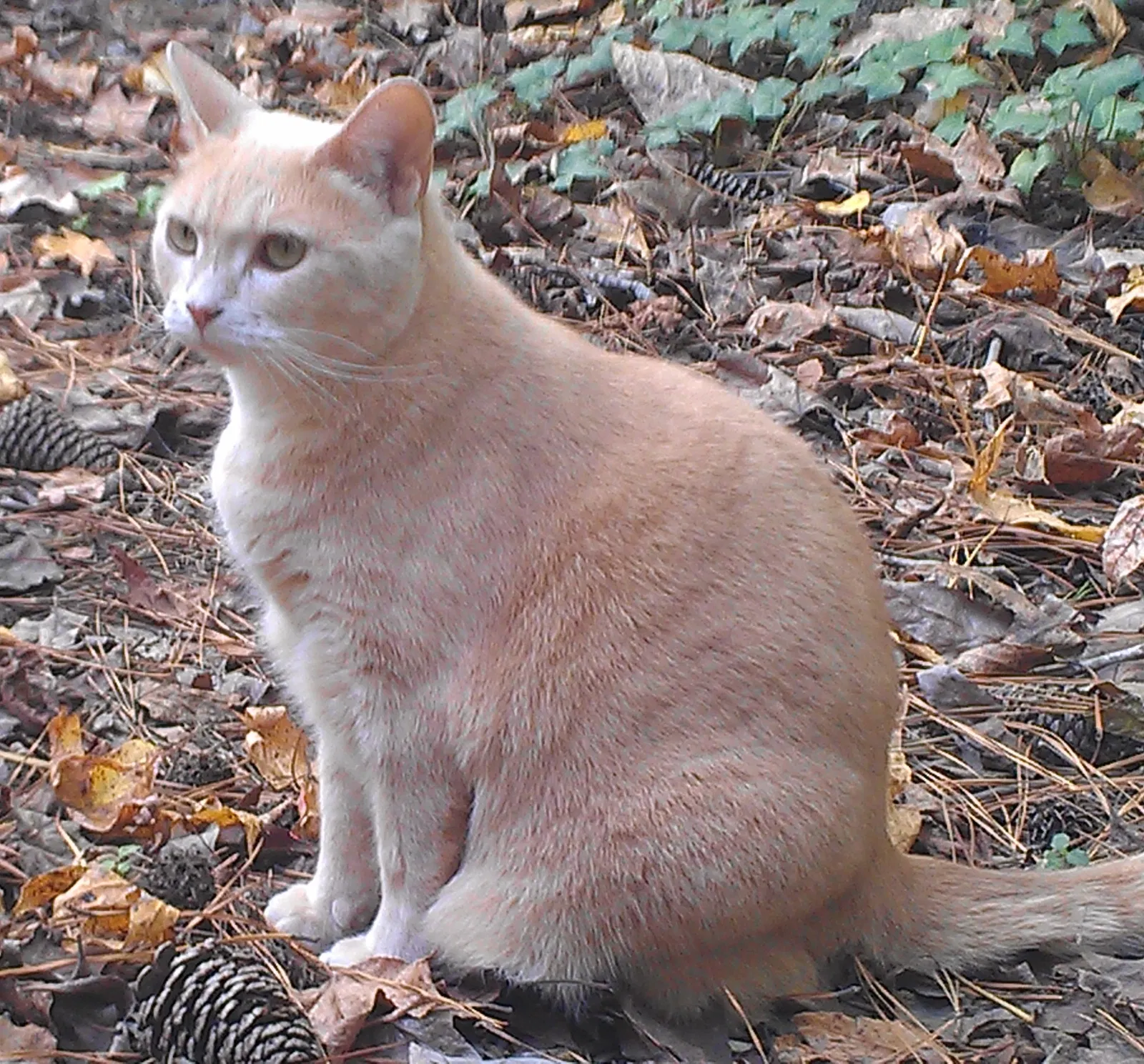 Lost cat in Ithaca, NY, 14850