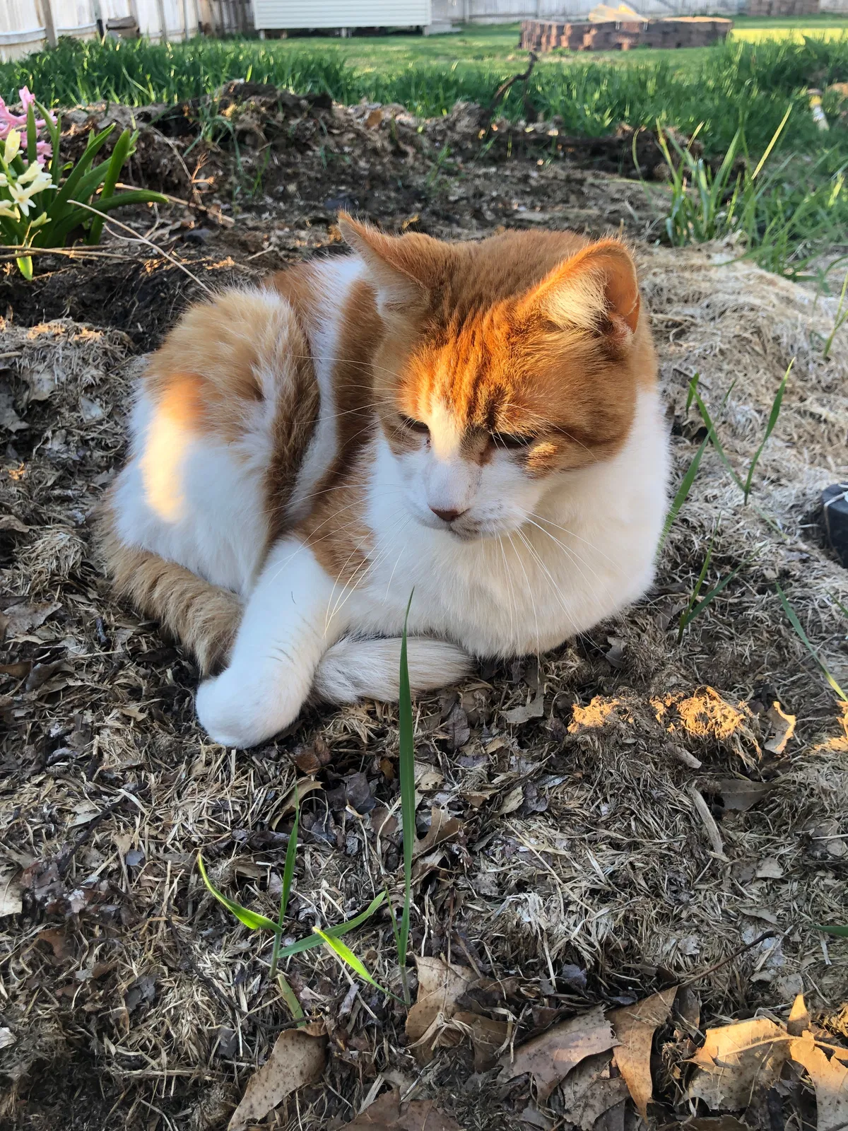 Lost cat in Elkhart, IN, 46517