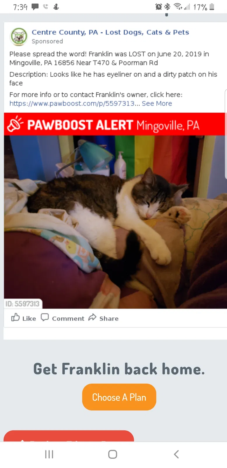 Lost cat in Mingoville, PA, 16856