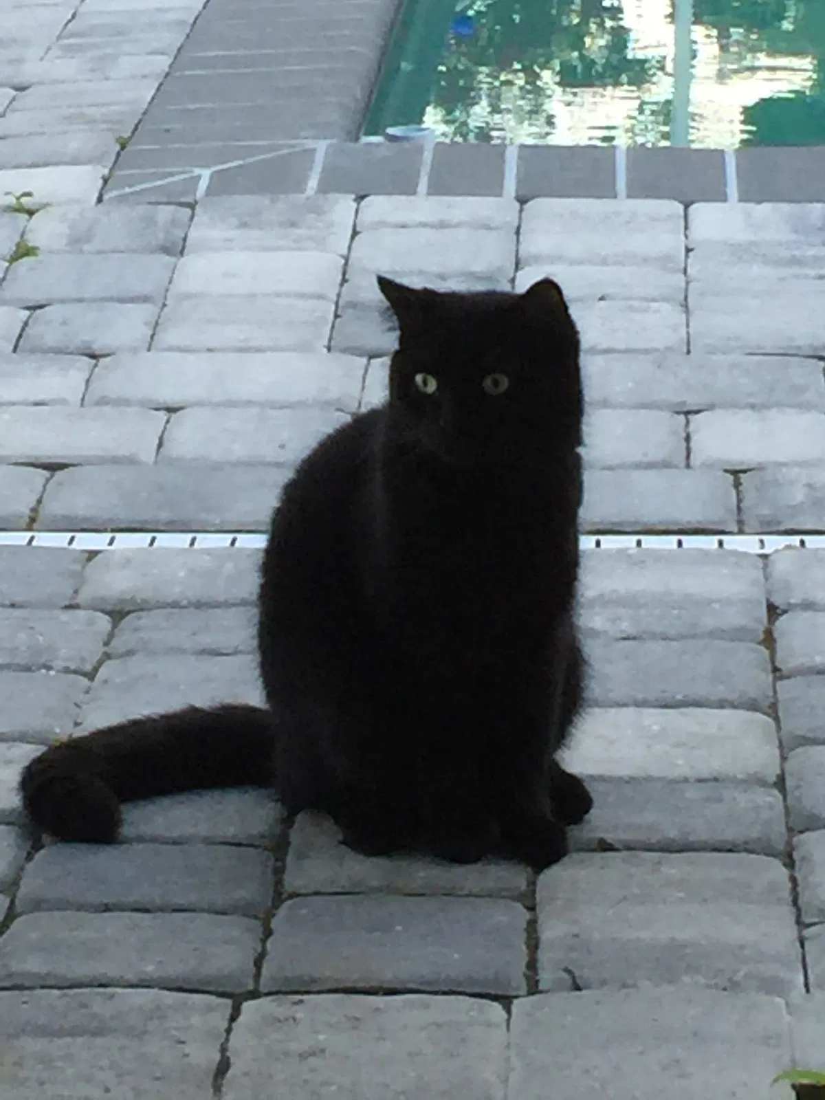 Lost cat in Cape Coral, FL, 33914