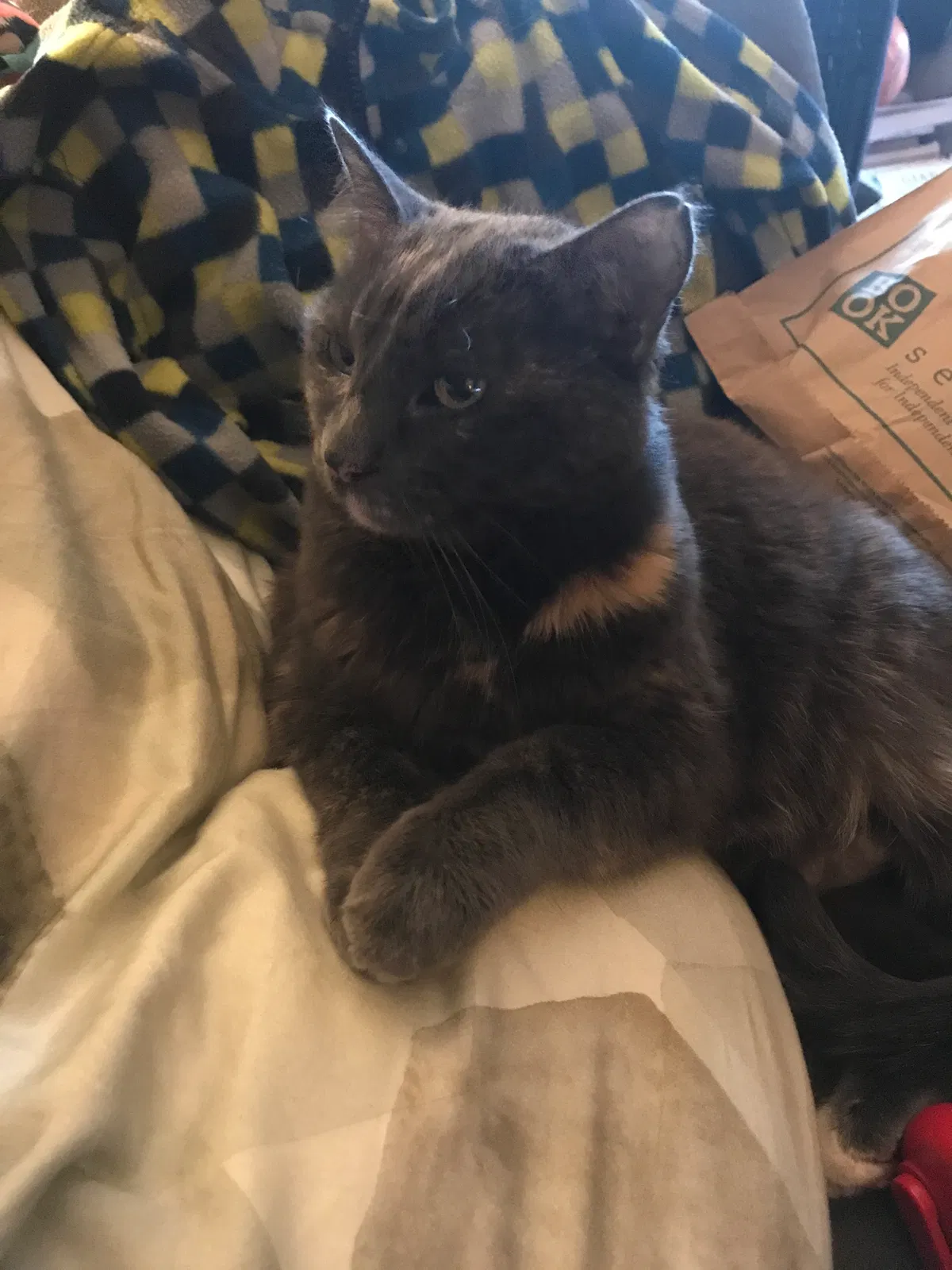 Lost cat in Boulder, CO, 80304